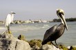 Photo: Pelican and egret Pelican and egret