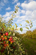 Apple Orchard Sky Clouds Apple Orchard Sky Clouds