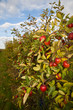 Apple Orchard Sky Clouds Apple Orchard Sky Clouds