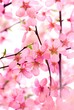 Beautiful Pink Flower Blossom on White Beautiful Pink Flower Blossom on White