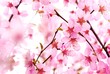 Beautiful Pink Flower Blossom on White Beautiful Pink Flower Blossom on White