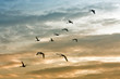 Swans flying on the sunset