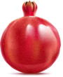 Vector pomegranate, very detailed. Vector pomegranate, very detailed.