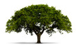 un arbre avec feuilles vertes - isolé sur blanc avec ombre un arbre avec feuilles vertes - isolé sur blanc avec ombre