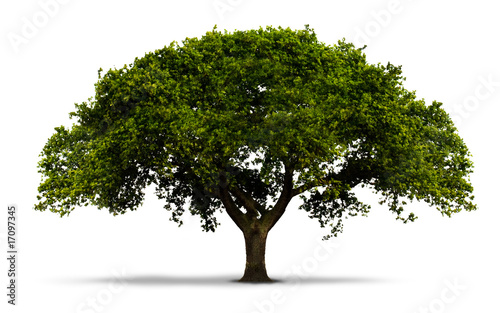 un arbre avec feuilles vertes - isol� sur blanc avec ombre