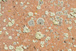 Rock Textures and Lichen