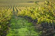 Vineyard in Santa Maria, California