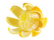 orange flower orange flower