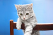 Tabby-cat