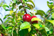 Red Apples on the Branch