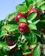 Ripe Apples Still on the Branch