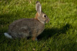 Hase
