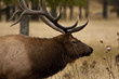 Wapiti Portrait