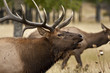Wapiti