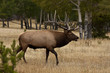 Wapiti