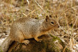 Eichhörnchen