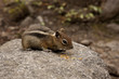 Streifenhörnchen