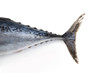 tuna fish tail