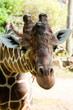 Foto: Giraffe Giraffe