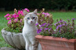 minou parmi les fleurs