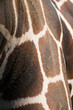 Foto: Giraffenmuster Giraffenmuster