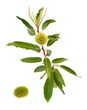 Branche de châtaignier