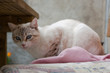 le chat sur le coussin