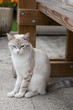 le chat sur la terrasse