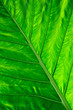 Natural background