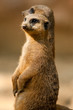 Foto: Erdmännchen Erdmännchen