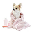 sweet chihuahua with spa accessories sweet chihuahua with spa accessories