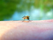 midge on hand of the person