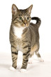 Hauskatze