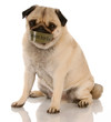 abused dog - pug with mouth taped shut