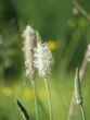 Foto: Plantain Plantain