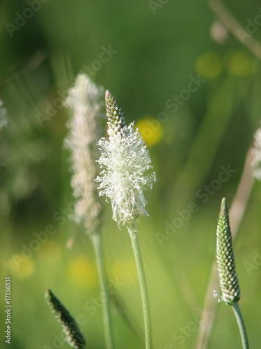 Foto: Plantain Plantain