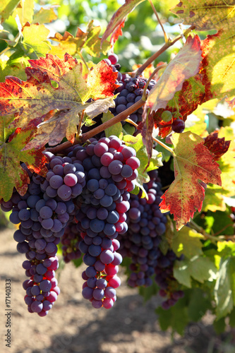 Photo : Red Grapes on the Vine Red Grapes on the Vine