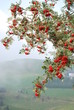 Vogelbeeren Vogelbeeren