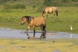 Cheval Henson et son héron garde-boeuf (Baie de Somme)