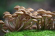 Agaricus melleus