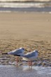 Mouettes sur la plage de Berck-sur-mer (Côte d'Opale) Mouettes sur la plage de Berck-sur-mer (Côte d'Opale)
