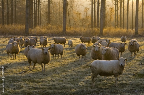 Moutons en pâture dans la campagne gelée. Moutons en pâture dans la campagne gelée.