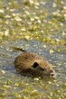 Jeune rat musqué