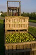La récolte des poires au Domaine de Moismont