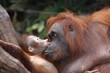 Orang-Utan Mutter mit Kind