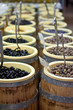 marché aux olives