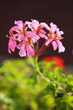 fleur de géranium