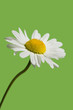 Foto: margerite margerite