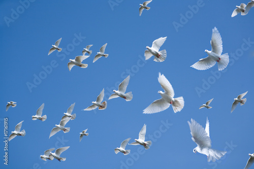 Photo: homing homing