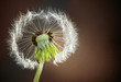 Pusteblume